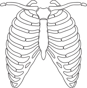 Human Rib Cage Skeleton Outline Vector Illustration for Medical or Halloween.one line vector illustration with white Background