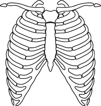 Human Rib Cage Skeleton Outline Vector Illustration for Medical or Halloween.one line vector illustration with white Background