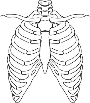 Human Rib Cage Skeleton Outline Vector Illustration for Medical or Halloween.one line vector illustration with white Background