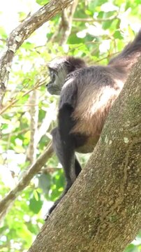 A spider monkey hanging from a tree branch in its natural habitat