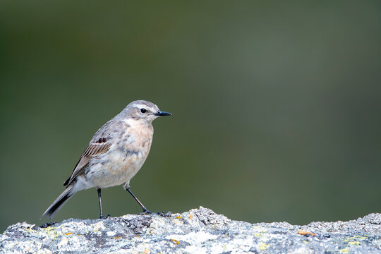 Water pipit, anthus spinoletta on green background.