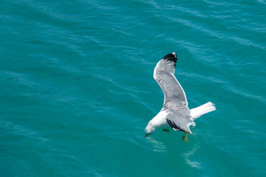 Seagull flying above turquoise sea water in summer