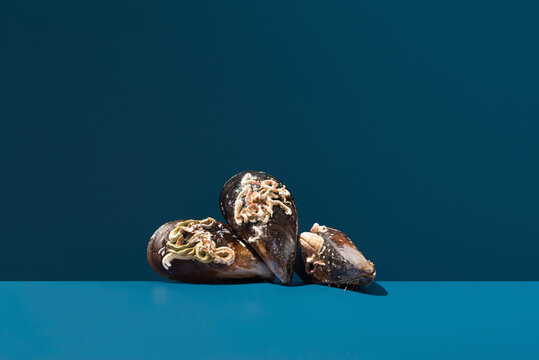 Raw mussel with barnacle on blue studio background