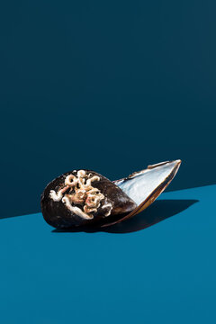 Open mussel shell with coral on blue background