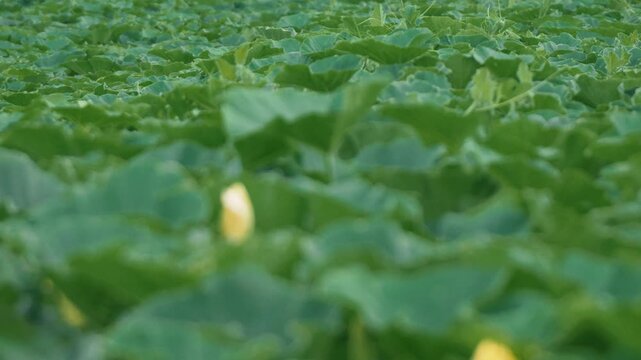 Pumpkin field	