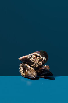 Mussel shell with marine growth on blue background