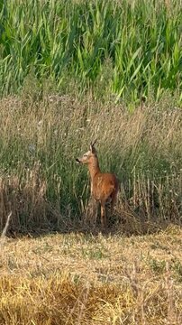 Junger Rehbock am Feldrand in sommerlicher Agrarlandschaft - Junger Rehbock (Capreolus capreolus) steht aufmerksam am Rand eines abgeernteten Feldes zwischen hoher Vegetation und Mais. Wildtier in nat