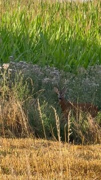 Junger Rehbock &auml;st zwischen Wildpflanzen vor einem Maisfeld - Junger Rehbock (Capreolus capreolus) sucht am Feldrand zwischen dichter Vegetation nach Nahrung. Im Hintergrund w&auml;chst ein gr&uuml;nes Maisfeld