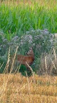 Junger Rehbock beim &Auml;sen in hoher Vegetation am Feldrand - Junger Rehbock (Capreolus capreolus) &auml;st zwischen hohen Wildpflanzen am Rand eines abgeernteten Feldes. Nat&uuml;rliches Verhalten eines freileben