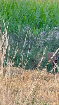 Junger Rehbock folgt einer Ricke w&auml;hrend der Brunftzeit - Junger Rehbock (Capreolus capreolus) folgt einer Ricke durch hohe Vegetation am Feldrand. Nat&uuml;rliches Verhalten von Rehwild w&auml;hrend der sommer