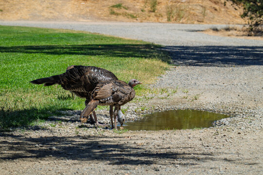 Two wild turkeys bend down to drink from dirt puddle