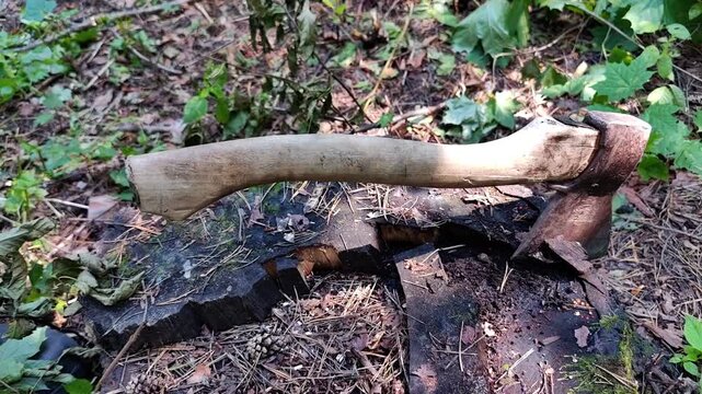Man chops Split tree stump with deep axe cuts in a forest, freshly chopped wood, firewood preparation, rustic woodland texture, outdoor forestry work.