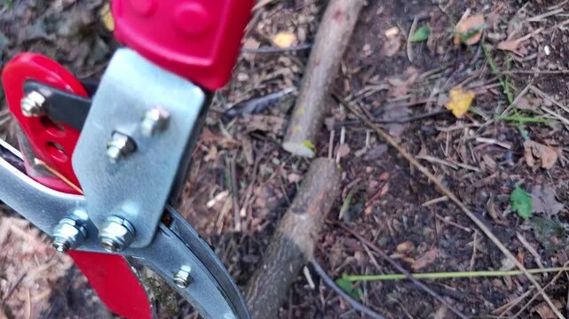 man cutting dry branches with professional garden loppers, pruning equipment, landscaping tools, woodland maintenance, outdoor gardening.