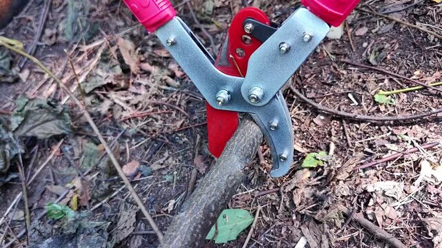 Garden loppers cutting a thick tree branch on the forest floor, pruning tool in action, woodland maintenance, landscaping work, outdoor gardening.