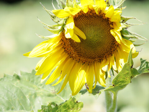Sunflower with its petals not perfectly in place like a girl with messy windblown hair.  On one of the petals is a black and yellow insect