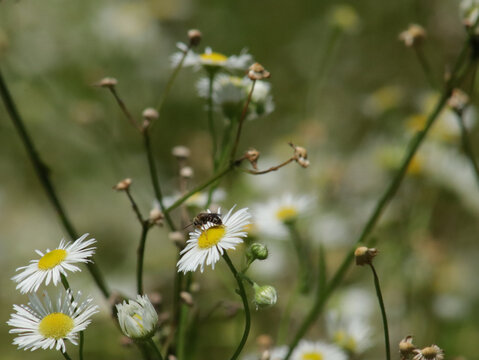 Insect on a white and yellow daisy like flower. 