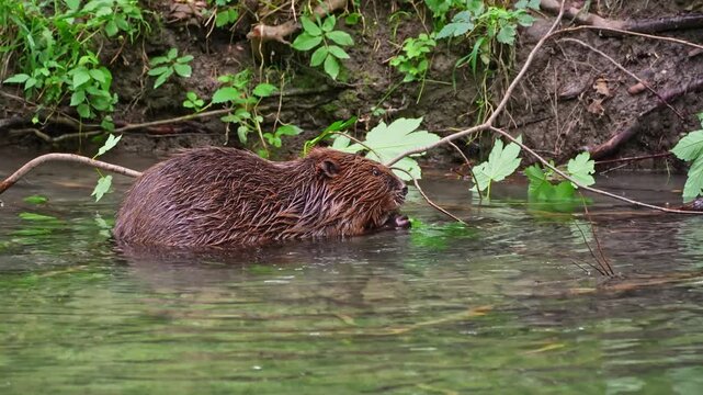 Adult Eurasian beaver, Castor fiber at a river in Munich, Bavaria in Germany, Europe