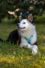 Fototapeta premium A close-up, eye-level shot of a fluffy, tri-colored mixed-breed dog lying in lush green grass. The dog, featuring white, black, and tan fur, wears a teal collar and looks attentively to the left 