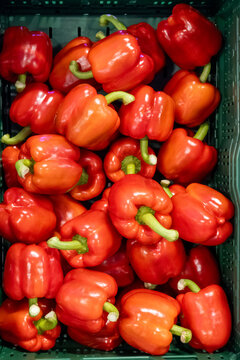 Fresh farm red or yellow bell sweet paprika  vegetables, processing in greenhouse after harvest, sorting, packaging, agricultural innovations in Netherlands, food growing farm in Europe