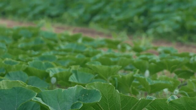 Pumpkin field	