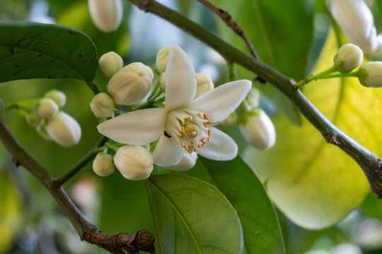 White blossom of aromatic citrus trees lemon and orange in orchard in Italy