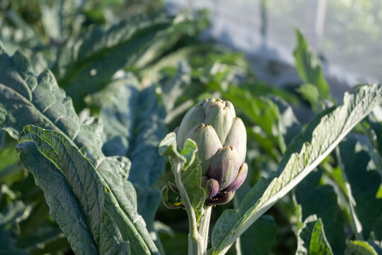 Artichokes of specific variety growing outdoors in field in Fondi valley, Italy
