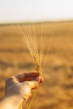 Hand hold wheat ear in golden agricultural field