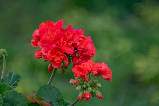 Blosson of red geraniums garden flowers in summer garden