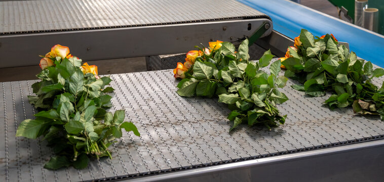 Dutch greenhouse with growing roses flowers, variety of roses, sortng and packaging of high quality flowers from the Netherlands for export world wide, rows of different roses plants