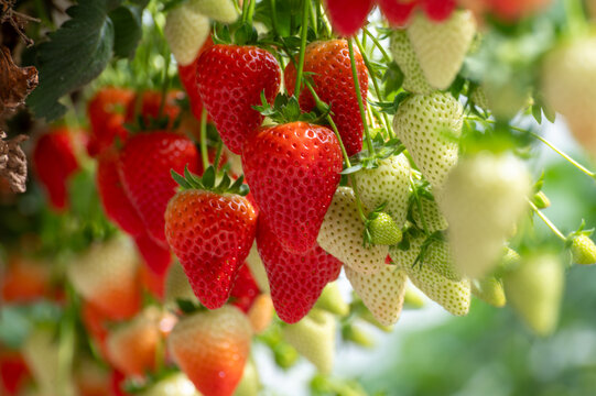 Greenhouse with rows of elevated beds of sweet strawberries plants, growing of plants and ripening of berries, innovation agriculture in Netherlands