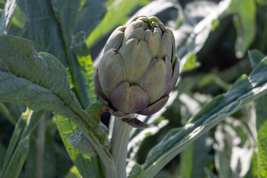 Artichokes of specific variety growing outdoors in field in Fondi valley, Italy