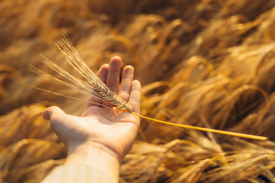 Hand holding wheat ear in golden agricultural field