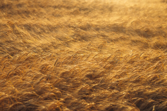 Golden wheat field in warm sunset light