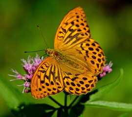 butterfly on flower © Rmj