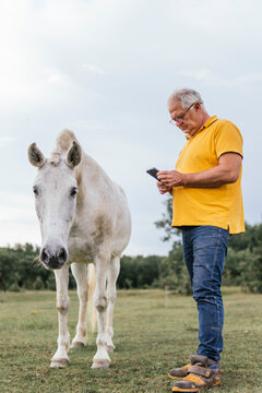 Senior man use smartphone beside white horse in pasture