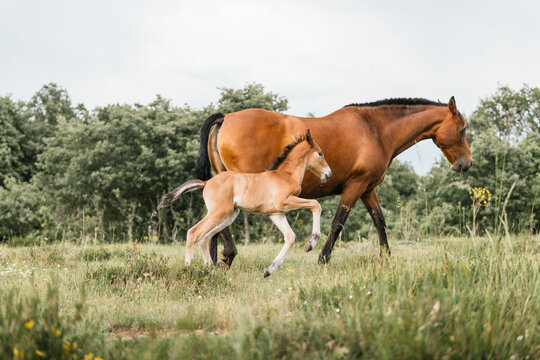 Mare and foal walk together through A summer meadow
