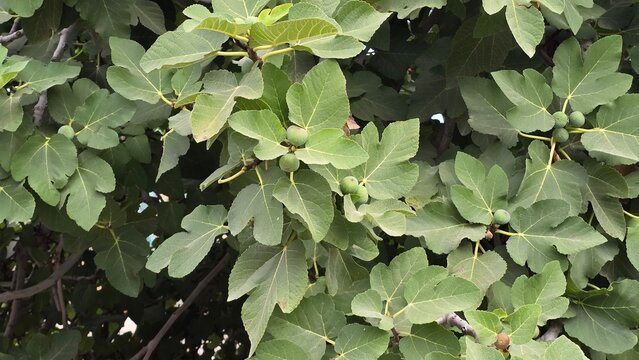 Unripe green figs growing on a lush fig tree branch with dense lobed foliage