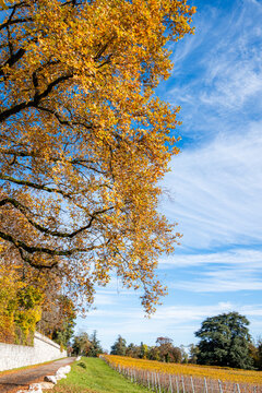Golden autumn tree beside vineyard in sunny Geneva
