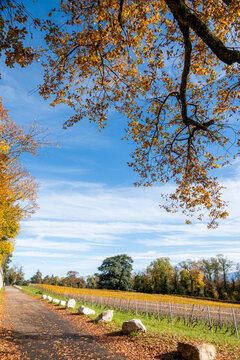 Sunny autumn vineyard landscape near Geneva, Switzerland