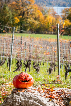 Jack-o'-lantern in sunny Geneva vineyard during autumn