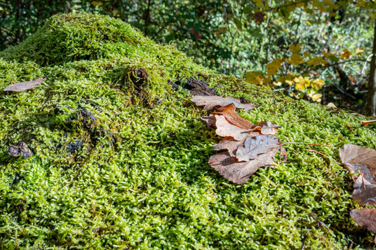 Autumn leaf on mossy forest floor in sunny Geneva