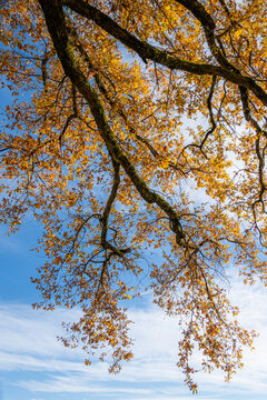 Autumn tree canopy against sunny blue sky in Geneva
