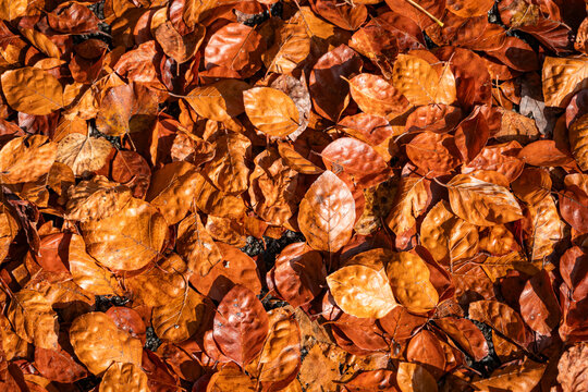 Autumn leaves carpet in sunny Geneva park