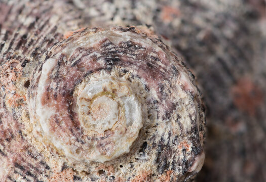Dolphin shell, closeup