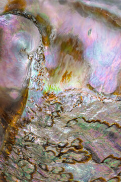 Pink Abalone shell, closeup