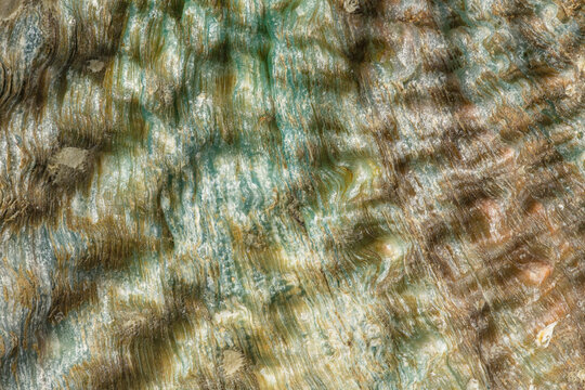 Pink Abalone shell, closeup