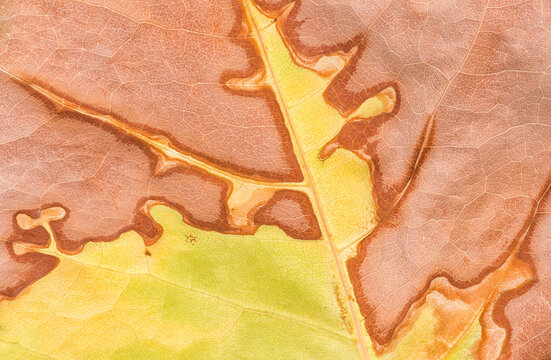 Drought-stricken leaf