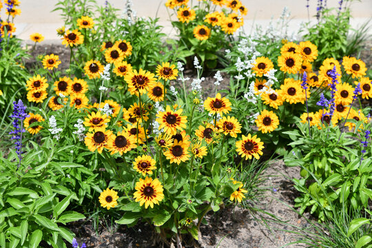 Dicht bewachsenes Blumenbeet im Sommer, welches vom gelben Sonnenhut dominiert wird