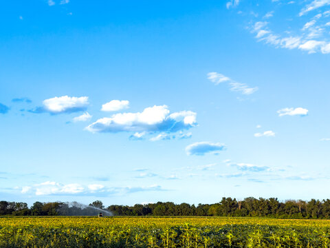 Sunflower field with blue sky and clouds. Sunflowers grow in a large field under a blue sky with fluffy clouds. Irrigation equipment is seen in the background.