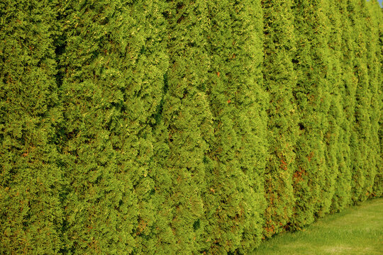 Green Thuja Hedge Background Texture